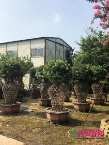 罗汉松花瓶