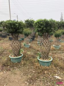 罗汉松花瓶